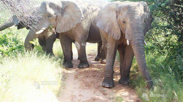 India: 28 de elefanți testați pentru depistarea COVID-19, după ce moartea unei leoaice a fost atribuită coronavirusului