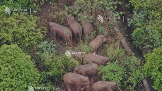 Elefanții sălbatici care au părăsit o rezervație din China, ghidați de autorități spre habitate adecvate