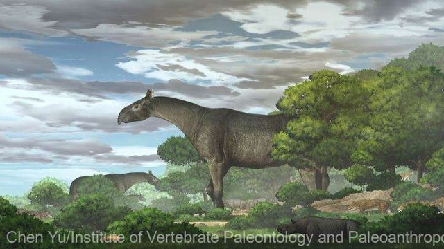 O nouă specie de rinocer gigantic preistoric, descoperită în nord-vestul Chinei