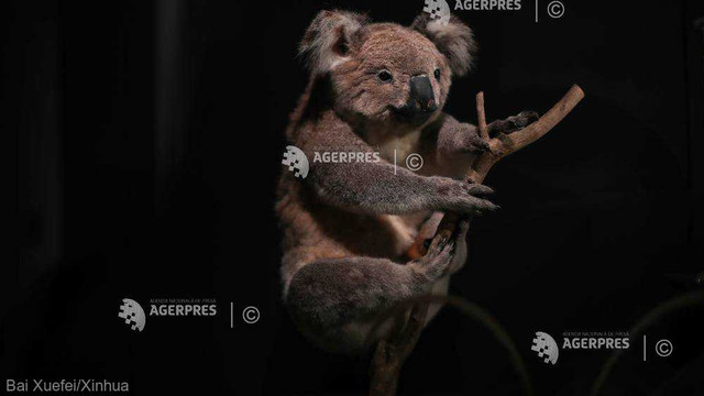 Australia ar putea include koala pe lista animalelor aflate în pericol de dispariție