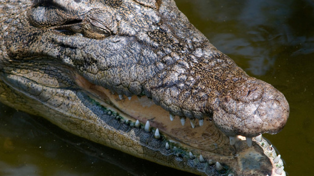 Un bărbat din Indonezia care obișnuia să hrănească crocodili a fost ucis de ei
