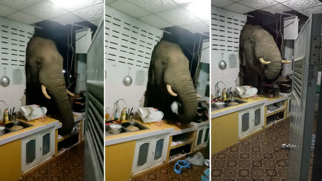 Un elefant a spart cu capul peretele unei case din Thailanda și scotocea cu trompa prin sertare după mâncare
