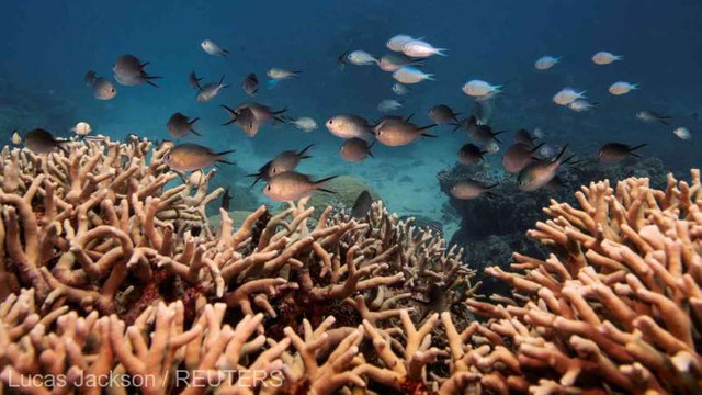 UNESCO: Marea Barieră de Corali ar trebui clasificată ca fiind ''în pericol''; Australia va contesta recomandarea