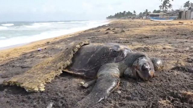 Dezastru ecologic de proporții. Aproape 200 de țestoase, zeci de delfini și patru balene au murit din cauza naufragiului din Sri Lanka