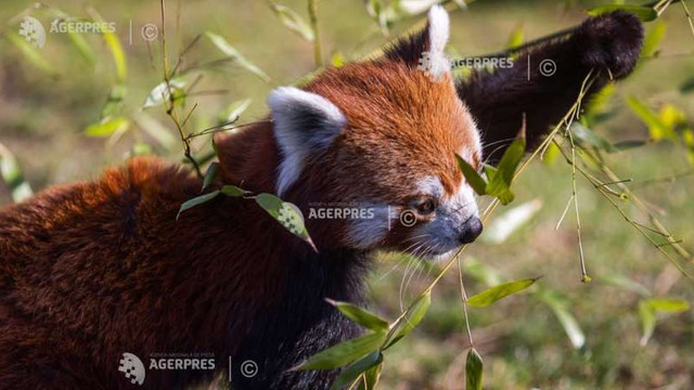 Un panda roșu a dispărut dintr-o grădină zoologică germană