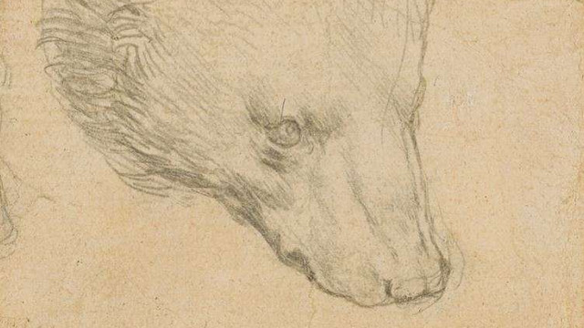 Un mic desen al capului unui urs realizat de Leonardo da Vinci s-ar putea vinde cu până la 12 milioane de lire sterline 