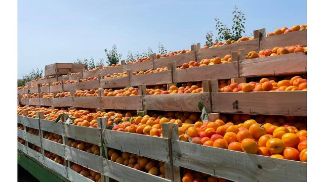 În raionul Criuleni a fost organizată Expoziția „Ziua Fructelor”