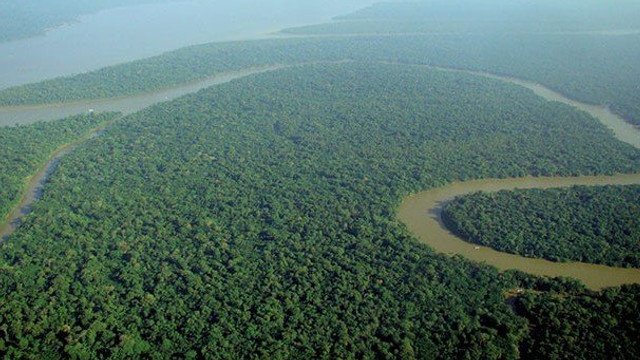 Pădurea amazoniană devine o sursă de CO2 (studiu)