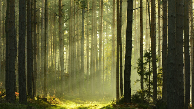 Comisia Europeană vrea ca 3 miliarde de copaci să fie plantați în UE. Executivul a prezentat strategia pentru conservarea pădurilor