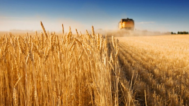 Recolta medie de grâu constituie în acest an circa 4,5 tone per hectar
