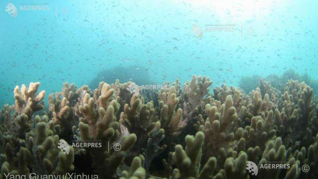 Thailanda interzice cremele de protecție solară ce conțin substanțe chimice pentru a proteja recifurile de corali