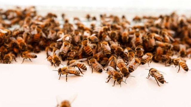 Un stup robotizat ajută albinele să își găsească refugiul din calea pericolelor din lumea exterioară
