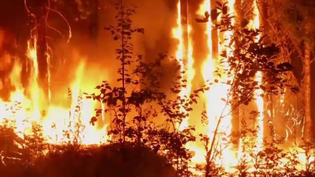 Incendiile au cuprins 340.000 de hectare din UE în 2020