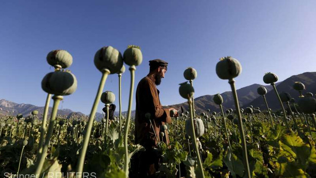 Își vor permite talibanii să renunțe la producția de droguri? (analiză AFP)
