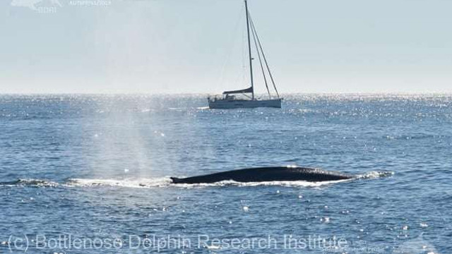 Balenele albastre au revenit în largul coastelor spaniole ale Oceanului Atlantic, după o absență de 40 de ani