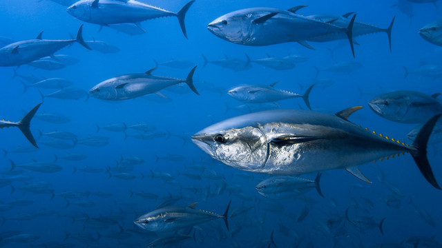 Populația de ton începe să se reîntregească în anumite zone oceanice, anunță cercetătorii