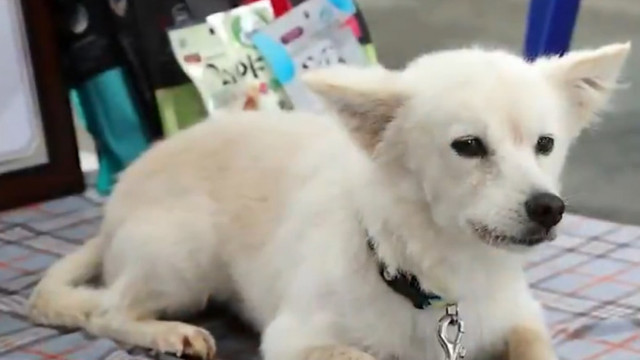 Povestea emoționantă a lui Baegku, câinele care și-a ținut în viață stăpâna timp de 40 de ore