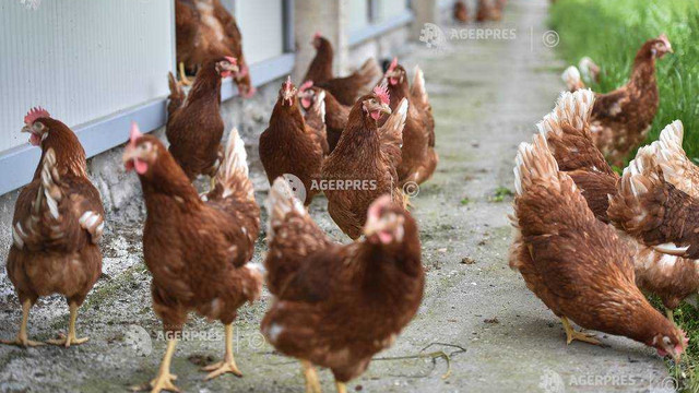 Franța, îngrijorată că virusul gripei aviare se extinde în Europa
