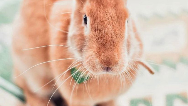 Parlamentul European a adoptat o rezoluție prin care solicită ca testarea pe animale să nu mai fie implicată în cercetare