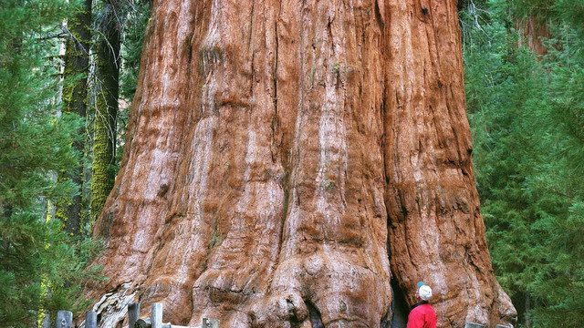 Cel mai mare și mai vechi copac din lume, aflat în pericol să fie mistuit de flăcări, a fost înfășurat în pături din aluminiu