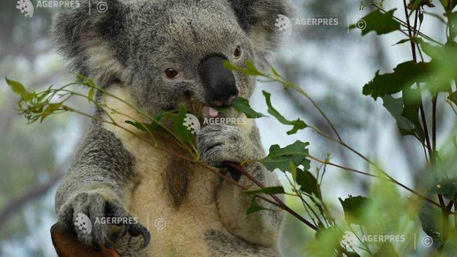 Populația de koala, în declin rapid pe teritoriul Australiei