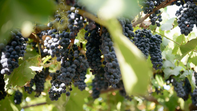 CBI prezintă exportatorii moldoveni de fructe la Madrid
