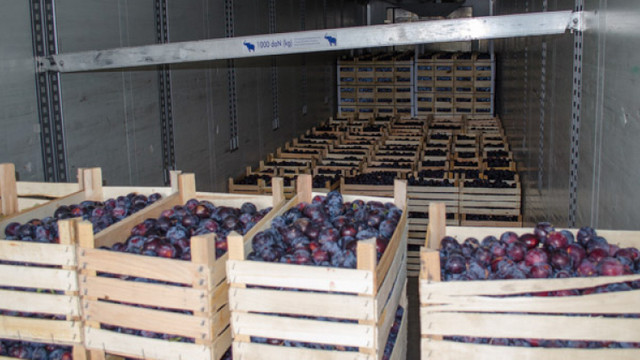 Republica Moldova a depășit cota de 15 mii de tone la exportul prunelor în UE. România - în topul principalelor piețe de desfacere 