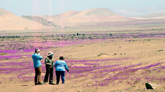 Unul dintre cele mai aride deșerturi din lume a înflorit odată cu sosirea primăverii australe