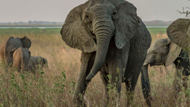 Braconajul excesiv de fildeș a dus la răspândirea elefanților fără colți