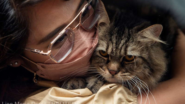 Washington, orașul pisicilor: Capitala americană a realizat primul său recensământ al felinelor