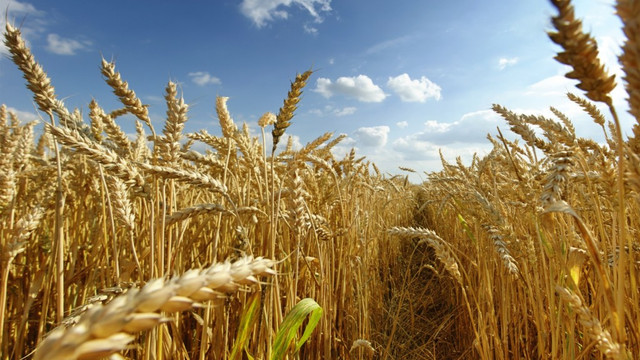 Prețul grâului, în scădere pe fondul îmbunătățirii estimărilor privind oferta mondială