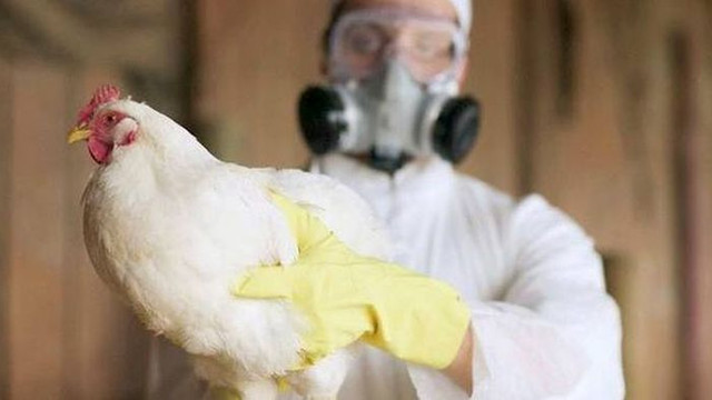 Norvegia și Finlanda se confruntă cu mai multe focare de gripă aviară ca niciodată
