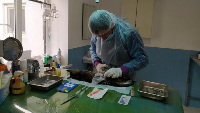 Un nou proiect de sterilizare a pisicilor fără stăpân, în Chișinău