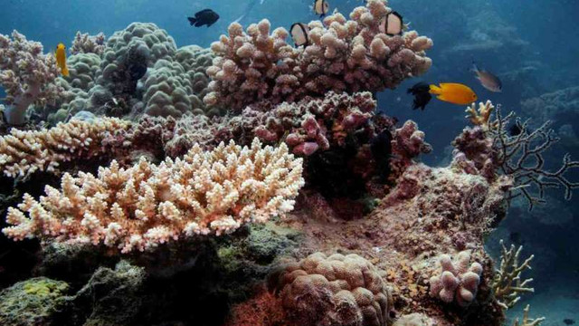 Fenomenul de albire a afectat 98% din Marea Barieră de Corali (studiu)