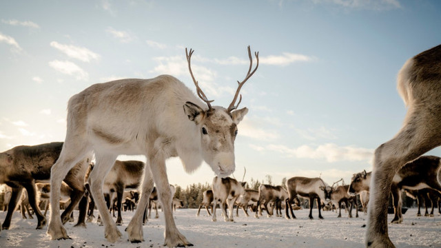 Invazie pe tărâmul renilor. Populația sami se teme că Laponia va deveni un uriaș parc industrial