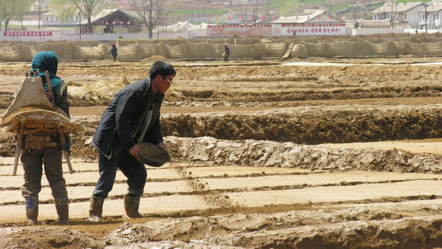 În Coreea de Nord a început lupta pentru fiecare bob de orez. Criza alimentară e mai gravă decât se estima
