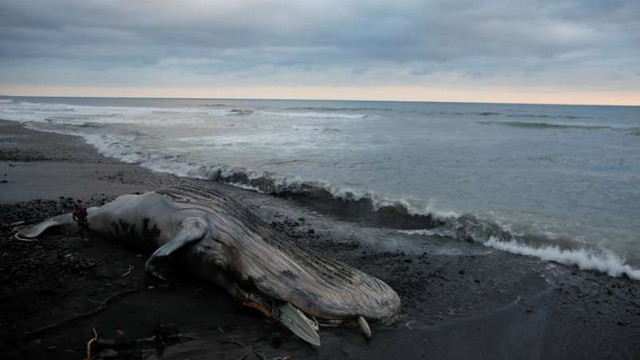 O balenă cu lungimea de 19 metri a eșuat în nordul Franței