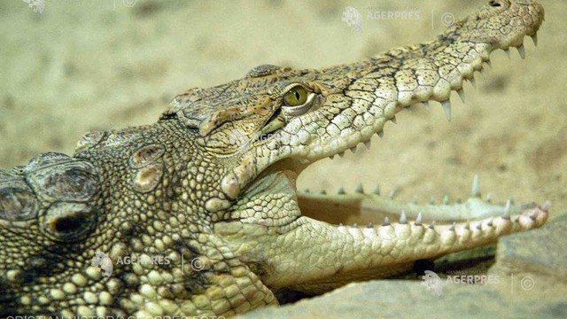Doi australieni, izolați mai multe zile pe o insulă după ce au fost atacați de crocodili, au fost salvați
