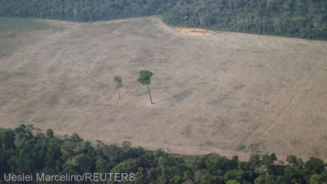 Brazilia | Creștere cu 22% a defrișării în Amazonia într-un an
