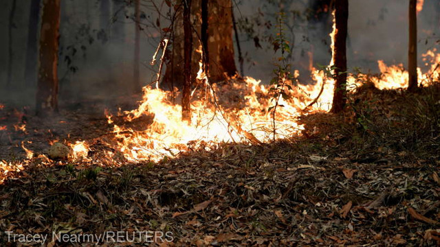 Schimbările climatice, factor ''determinant'' al incendiilor forestiere din Australia (studiu)