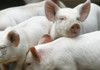 Utilizarea cerealelor recent recoltate în hrana porcilor poate provoca infestarea cu pestă porcină