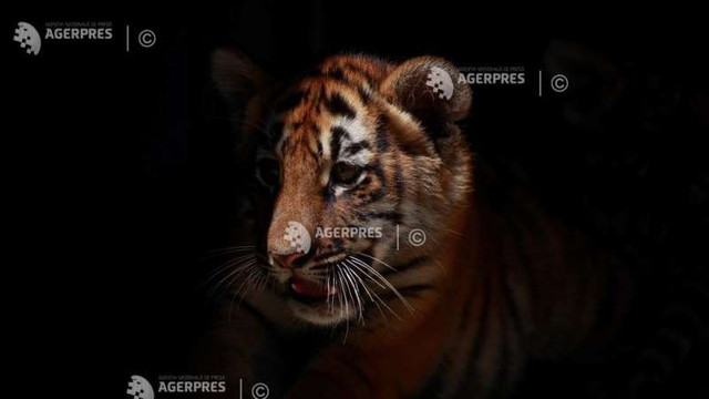 Nepalul a început un recensământ al tigrilor bengalezi