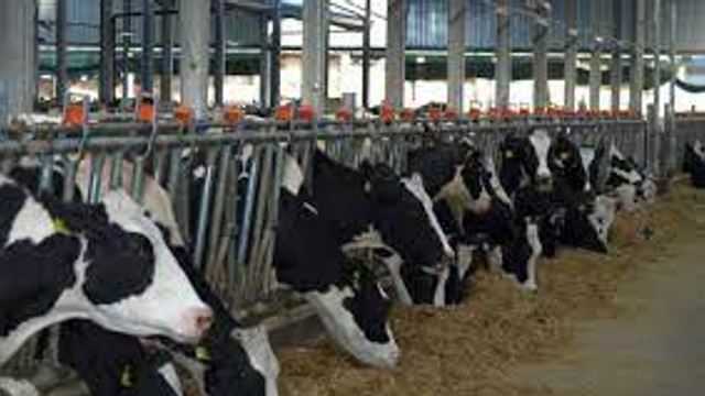 Lipsa centrelor de colectare a laptelui, situația dezastruoasă a pășunilor și lipsa brațelor de muncă, printre problemele din sectorul zootehnic, discutate la Ministerul Agriculturii 