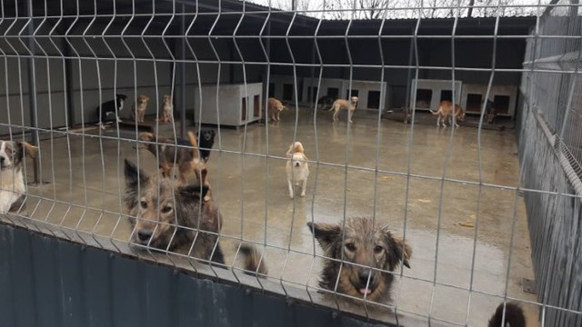 ANSA a depistat un șir de încălcări la adăpostul pentru animale de companie fără stăpân din mun. Chișinău