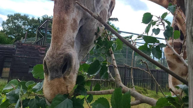 Cea mai bătrână girafă din Japonia a murit la vârsta de 32 de ani