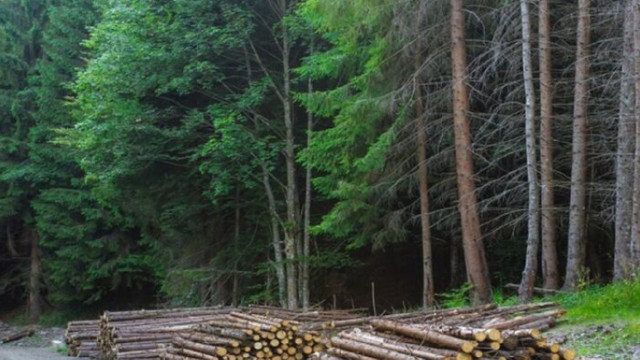 În primele două luni ale anului 2022 au fost depistate peste 50 de acțiuni ilegale dintre care cele mai multe sunt tăieri ilegale de pădure, anunță Moldsilva