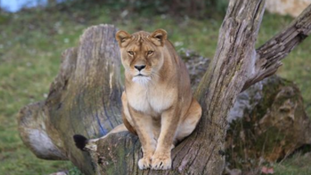 O leoaică de la o grădina zoologică din Belgia a fost testată pozitiv la Coronavirus: ”Are febra, tușeste si nu are pofta de mancare”
