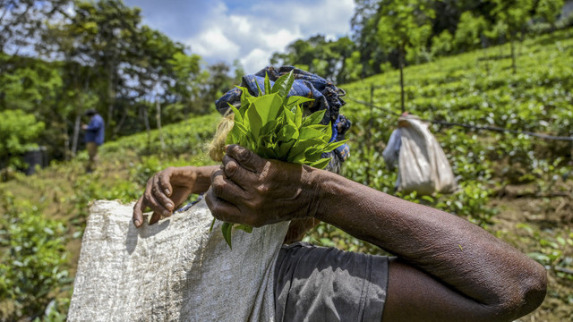 Sri Lanka vrea să plătească în ceai o datorie externă de peste 250 de milioane de dolari