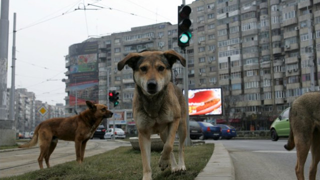 O comisie municipală se va ocupa de problema animalelor fără stăpân din Chișinău