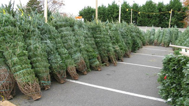 Pentru Revelion, Moldsilva a pus în vânzare peste 44 mii de conifere